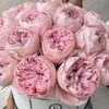 pinkpeonies671